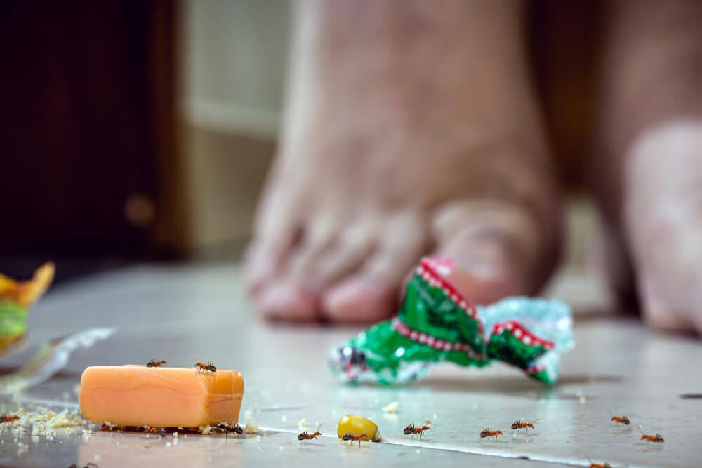 How to Get Rid of Sugar Ants in Kitchen